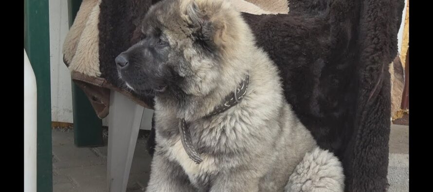 A furat un câine din curtea unui cetățean și a ajuns la poliție