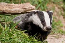 Bursucul găsit la subsolul unui bloc din Piatra Neamț a fost pus în libertate