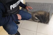 Bursuc salvat de polițiști din subsolul unui bloc din Piatra Neamț