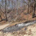 incendii de vegetatie litiera borlesti (1)