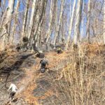 incendii de vegetatie litiera borlesti (2)