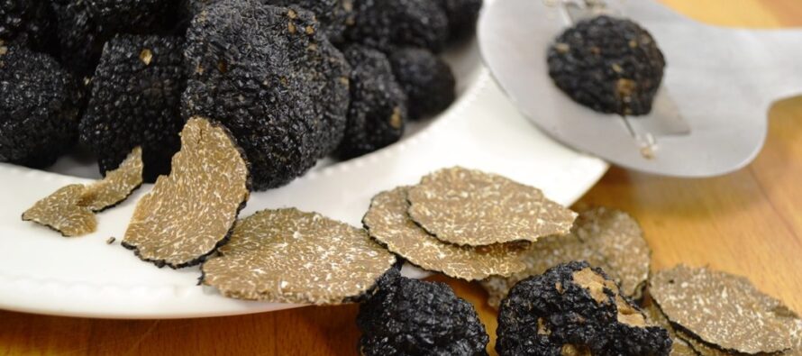 Licitație publică pentru cesionarea dreptului de recoltare a trufelor