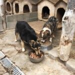 politia animalelor la caini (1)