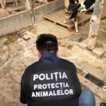 politia animalelor la caini (3)