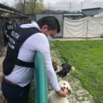politia animalelor la adapostul caini (4)