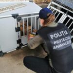 politia animalelor la caini (5)