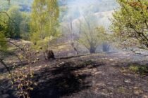 Incendiu de vegetație în localitatea Oanțu stins cu greu de pompieri