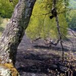 incendiu de vegetatie oantu (3)