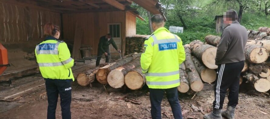 Două societăți comerciale din Pipirig prinse cu 24 mc de lemn fără avize