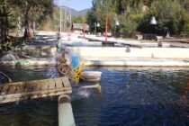 Incident grav la Tașca: apa a fost poluată cu 5 tone de amoniac. Toți peștii din păstrăvăriile Cheița au murit.