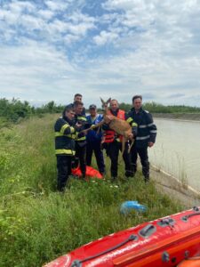 caprioara cazuta in canalul Bistrita Zanesti