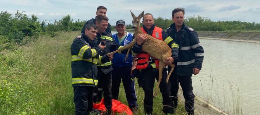 Căprioară căzută în canalul Bistrița la Zănești, salvată de pompieri