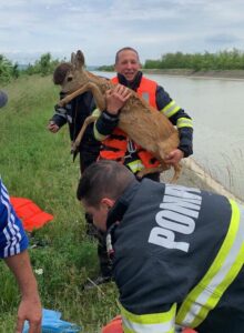 caprioara salvata de pompieri zanesti
