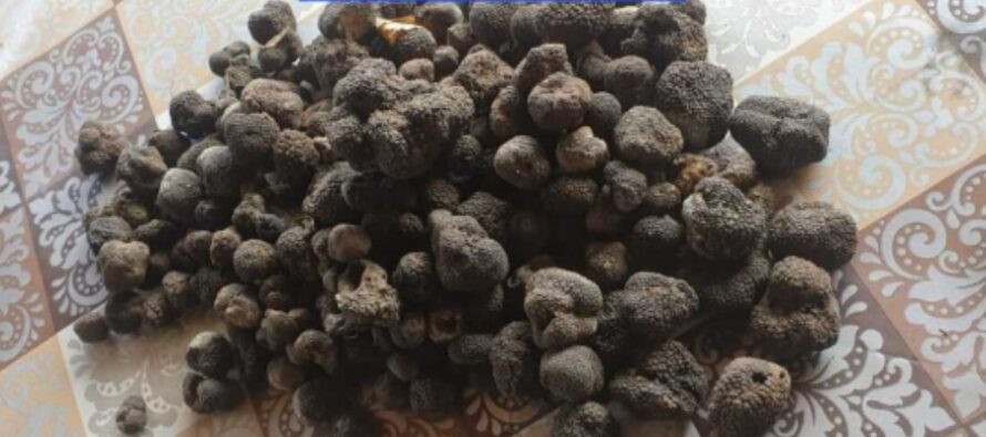 Un tânăr din Bacău a fost prins cu 5 kg de trufe în autoturism fără autorizație