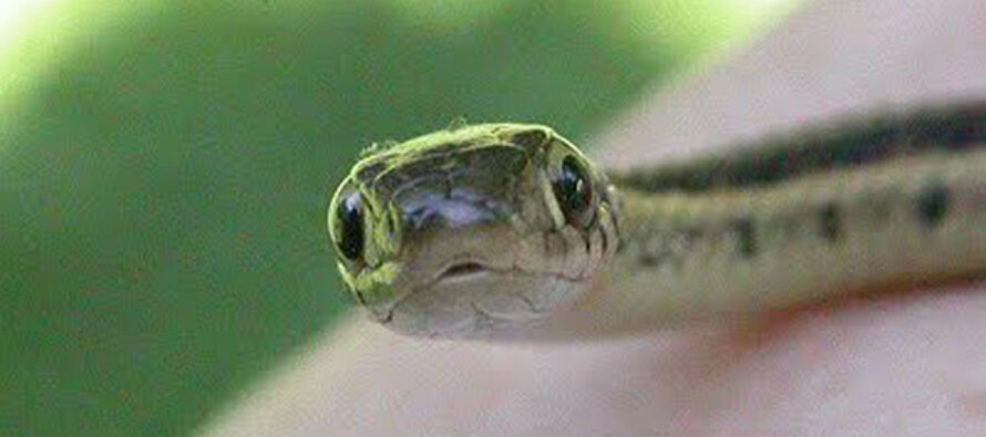 Un șarpe a stârnit panică într-un magazin alimentar din Bicaz Chei