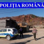 amenzi transport ilegal lemne borca