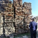 amenzi transport ilegal lemne borca 2