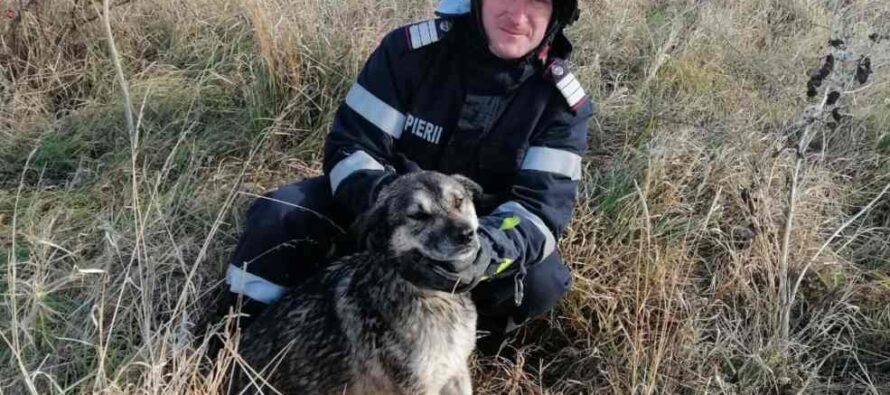 Câine căzut într-un canal cu apă salvat de pompieri