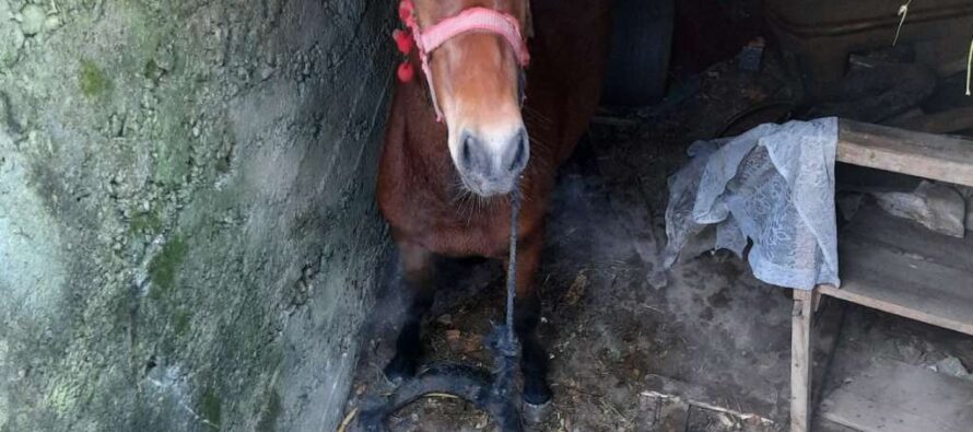 Un cal căzut într-un beci a fost scos cu ajutorul pompierilor
