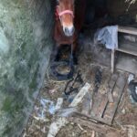 cal cazut in beci bargauani (3)