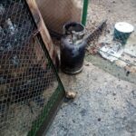 incendiu locuinta hlapesti (2)