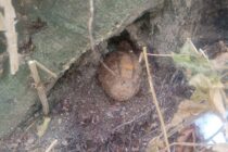 Grenadă neexplodată descoperită în orașul Tg. Neamț
