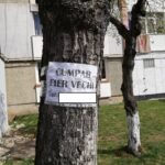 amenzi lipire anunturi copaci si stalpi (1)