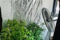 ”Cultivator” de cannabis săltat de acasă de procurorii DIICOT