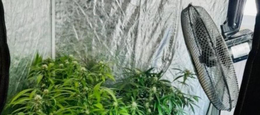 ”Cultivator” de cannabis săltat de acasă de procurorii DIICOT