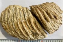 O femeie din Borlești a încercat să vândă pe internet un molar de mamut vechi de aproximativ 10.000 de ani