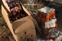 400 de petarde confiscate de la 3 tineri din Păstrăveni