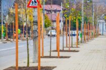 În ultimii 3 ani, Primăria Piatra-Neamț a plantat peste 10.000 de copaci în oraș – comunicat de presă