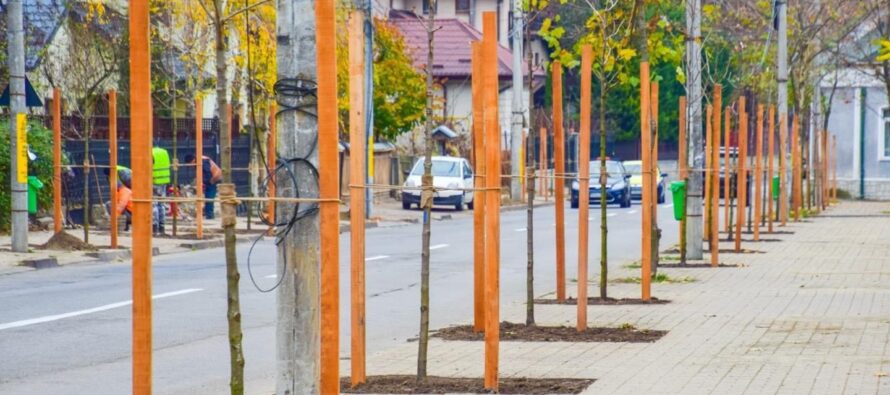 În ultimii 3 ani, Primăria Piatra-Neamț a plantat peste 10.000 de copaci în oraș – comunicat de presă