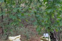 Cultură de canabis descoperită pe Pietricica